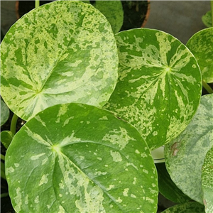 Pilea Peperomioides 'Mojito' (Chinese Money Plant)